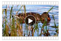 видео охоты на утку